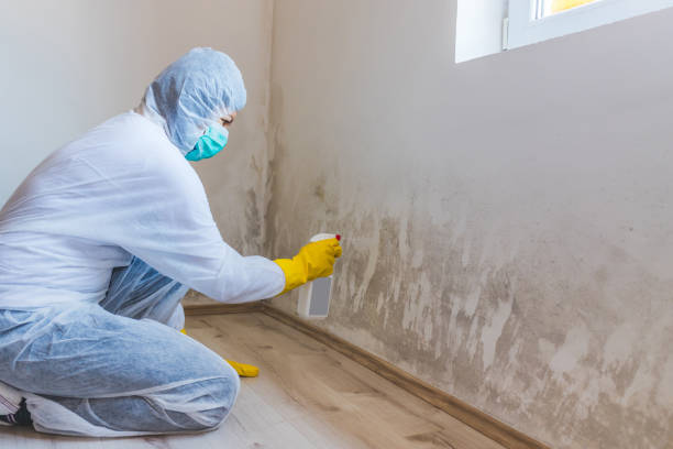 Licensed Commercial Mold Remediation service in Wilmington, NC - WQB Mold Removal